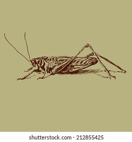 illustration of a brown grasshopper which is depicted horizontally