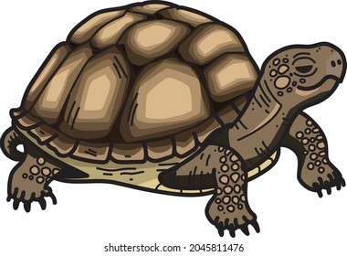 illustration of a brown and green turtle
