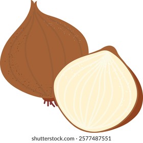 Illustration of a brown onion and a half of an onion