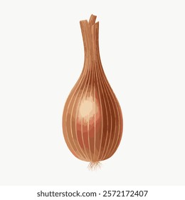 Illustration of a brown onion with a smooth, elongated shape. The onion's brown skin and elongated form are highlighted in this onion illustration. Vintage plant vector element.