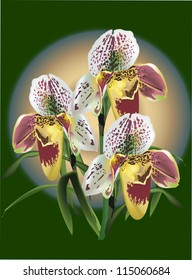 illustration with brown orchids on dark background