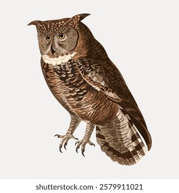 Illustration of a brown owl with detailed feathers. The owl stands with its wings folded. Brown owl with piercing eyes. Owl illustration on a light background. Vintage bird illustration vector.