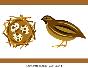 Illustration of brown quail with eggs.
