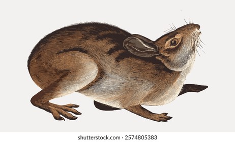 Illustration of a brown rodent with long ears and whiskers. The rodent is depicted in a crouched position, showcasing its detailed fur and features. Vintage art drawing, isolated vector element.