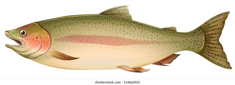 Illustration of a brown trout (Salmo trutta)