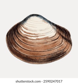 Illustration of a brown and white seashell with detailed textures. The seashell features layered patterns, showcasing natural beauty and intricate design. Marine life vintage vector illustration.