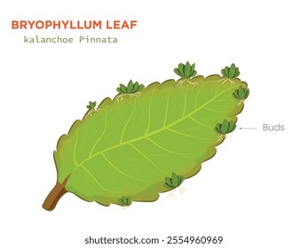 An illustration of a Bryophyllum leaf shows buds sprouting from its edges, demonstrating vegetative propagation in plants.