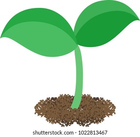 The illustration of a bud
