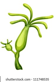 Illustration Of A Budding Hydra