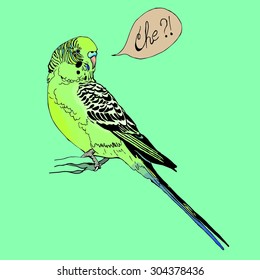 illustration of budgie with text bubble