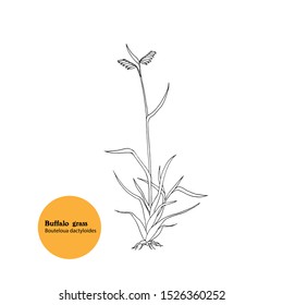 Illustration of Buffalo grass, Bouteloua dactyloides adult plant with leaves, stems, ears and roots. Black and white drawing. American and canadian prairie grass.