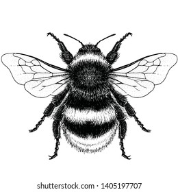 Illustration of a Buff-tailed Bumblebee