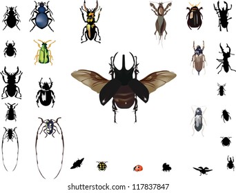 illustration with bugs collection on white background