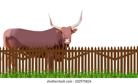 illustration with bull in grass near fence isolated on white background