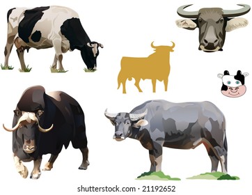 the illustration of bulls and cows