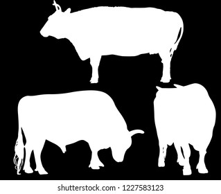 illustration with bulls silhouettes isolated on black background