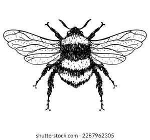 
Illustration of a Bumblebee, Bombus, Bee. Graden Bumblebee. Vector hand drawn sketch illustration.