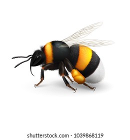 Illustration of Bumblebee Species Bombus Terrestris Common Name Buff-Tailed Bumblebee or Large Earth Bumblebee on White Background