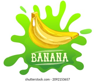 illustration of bunch bananas in bright colors, lettering or inscription with the word banana. Illustration for advertising, packaging or publishing recipes. Culinary illustration of fruits