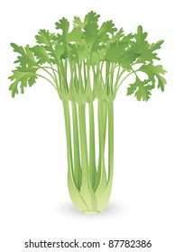 Illustration of a bunch of fresh tasty celery