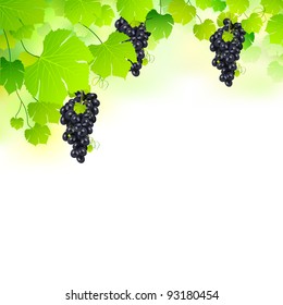 illustration of bunch grape hanging from grapevine