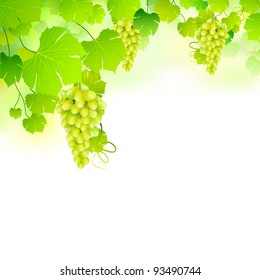 illustration of bunch grape hanging from grapevine