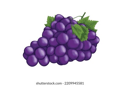 Illustration of bunch of grapes