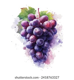 illustration of a bunch of grapes with a beautiful watercolor combination