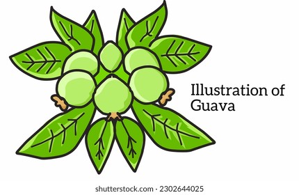 Illustration of a bunch of guava fruit with its dense leaves isolated on white background. Flat design.