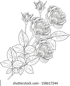 Illustration Bunch Roses Sketch Isolated On Stock Vector (Royalty Free ...