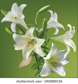 illustration with bunch of white lily flowers on green background