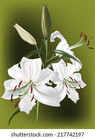 illustration with bunch of white lily flowers on green background