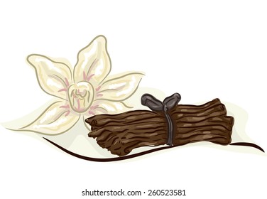 Illustration of a Bundle of Vanilla Stalks with a Vanilla Flower Beside It 