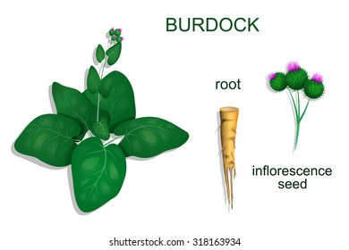 illustration of burdock roots and inflorescence