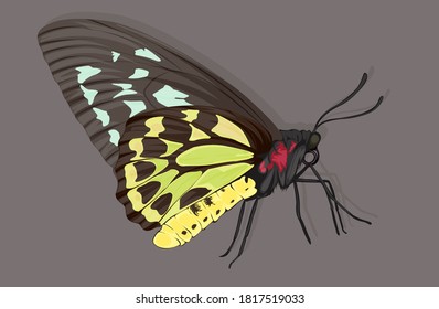 Illustration of a butterfly in black, green, and yellow body
