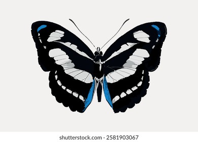 Illustration of a butterfly with black, white, and blue wings. The butterfly's intricate wing patterns and colors stand out. Butterfly art with vivid colors. Vintage butterfly illustration vector.