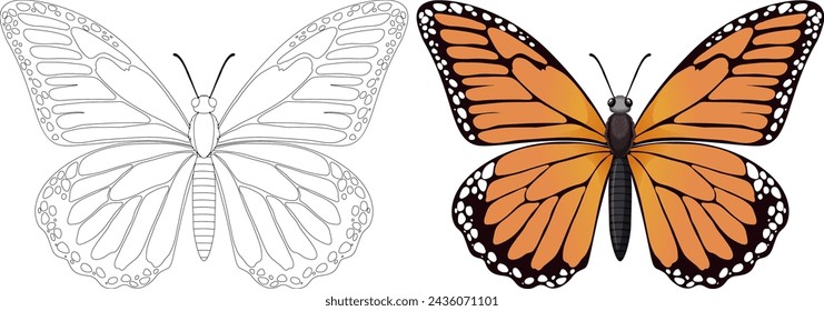 Illustration of a butterfly, black and white to colored