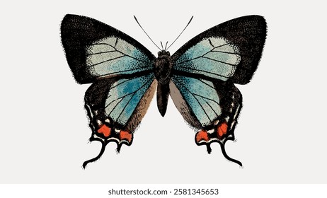 Illustration of a butterfly with blue wings. The butterfly features intricate patterns. The butterfly's wings are detailed with blue and black hues. Vintage butterfly illustration isolated, vector.