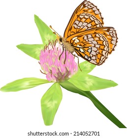 illustration with butterfly and clover in green leaves isolated on white background