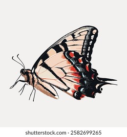 Illustration of a butterfly with detailed wings, featuring black, beige, and red patterns. Butterfly art, butterfly wings, butterfly illustration. Vintage animal illustration vector.