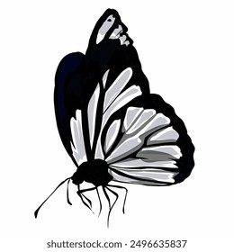 illustration of a butterfly image on a white background