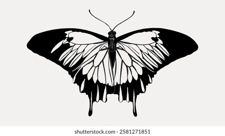 Illustration of a butterfly with intricate black and white patterns. The butterfly's wings feature detailed designs, creating a striking visual effect. Vintage butterfly illustration isolated, vector.