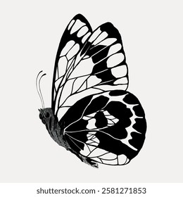 Illustration of a butterfly with intricate black and white patterns on its wings. The butterfly's detailed design highlights its delicate structure and elegance. Vintage butterfly illustration vector.