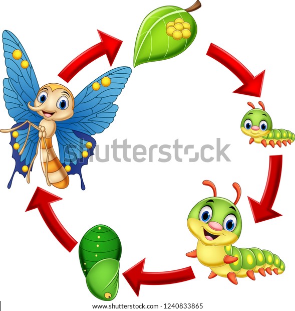 Illustration Butterfly Life Cycle Stock Vector (Royalty Free ...