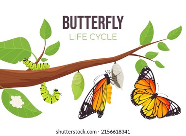 Illustration of a butterfly life cycle. Goose and butterfly on a branch. Vector illustration