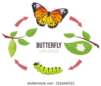 Illustration of a butterfly life cycle. Goose and butterfly on a branch. Vector illustration