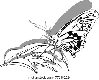 illustration with butterfly outline isolated on white background