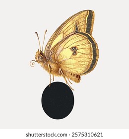 Illustration of a butterfly perched on a black circle. The butterfly's wings are detailed and textured. Butterfly art with a focus on wings and texture. Isolated vintage vector element.