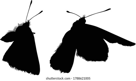 illustration with butterfly silhouettes isolated on white background