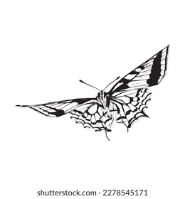 Illustration of butterfly sketch drawing grunge vector outline animal